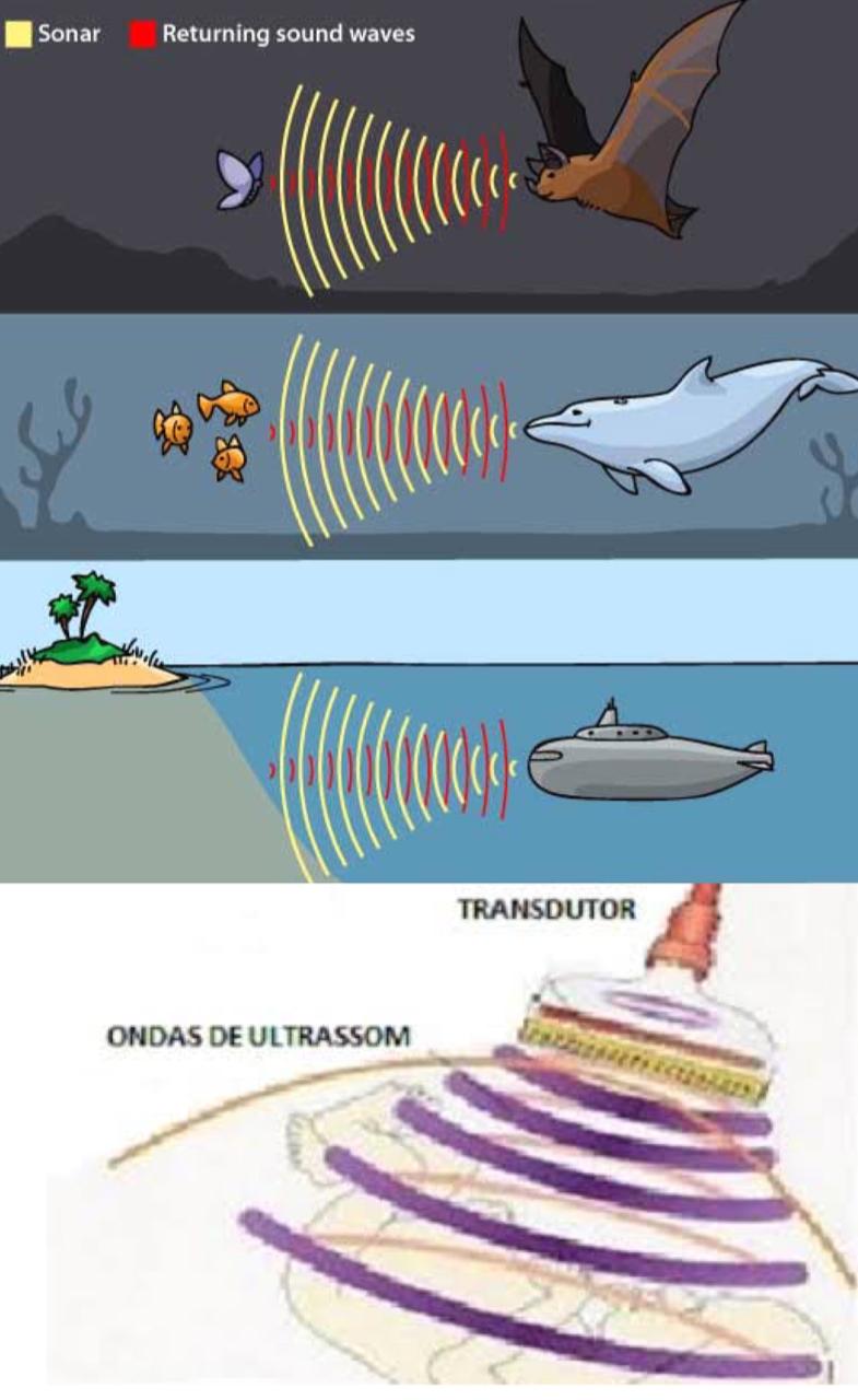 Ecolocalização